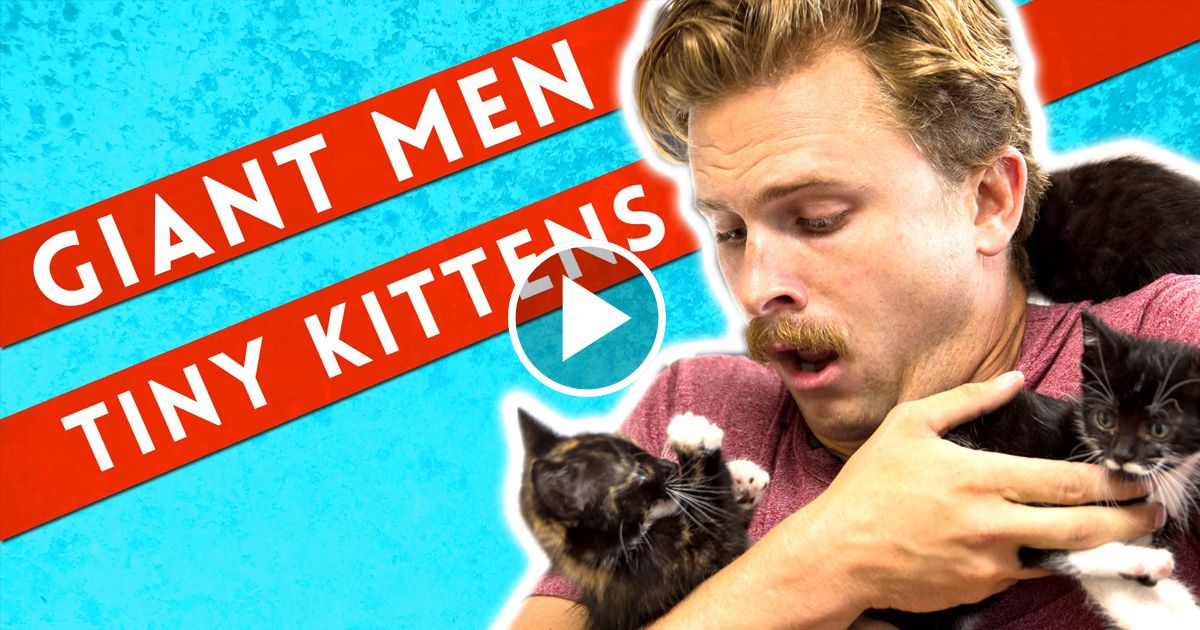 A Group Of Reluctant Men Were Forced To Hold Kittens For The First Time