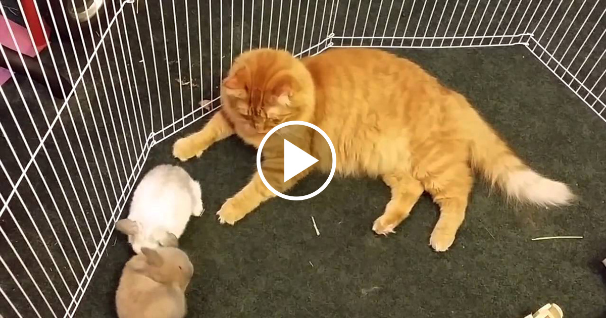 Caring Cat Mistaken Rabbits for Kittens Catlov