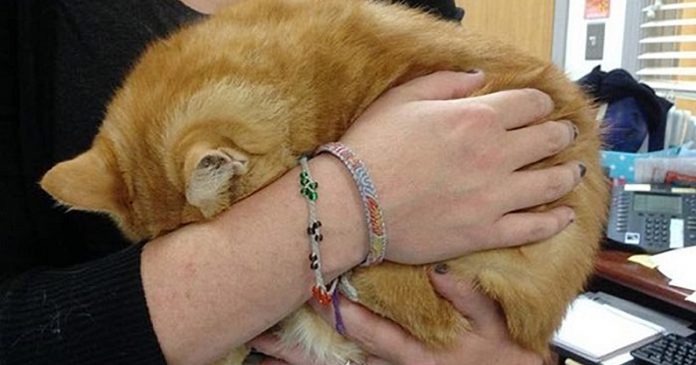 Featured-Shelter-Cat-Hides