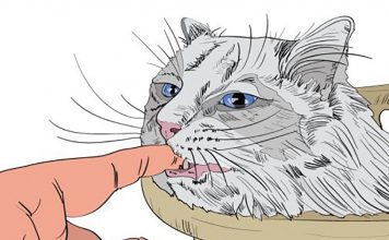 The Signs That Your Cat Truly Loves You