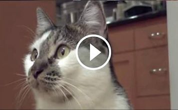 My Talking Cat Says “I Don’t Know”