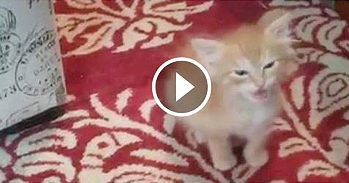 FeaturedTinyKittenOrdersFB Catlov