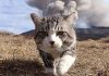 The Cat That Walks Like A Boss Has More Style Than You Do