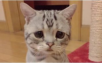 Prepare to Fall in Love with the World's Saddest Cat