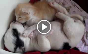 Quite Possibly The Cutest ‘Kitten & Puppy’ Friendship You Will Ever See