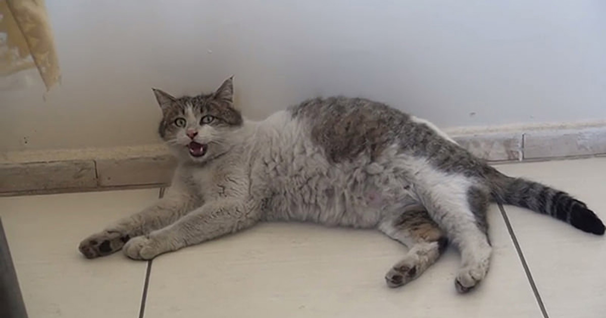 Pregnant Cat Arrives at Health Clinic in Turkey Meowing for Help Catlov