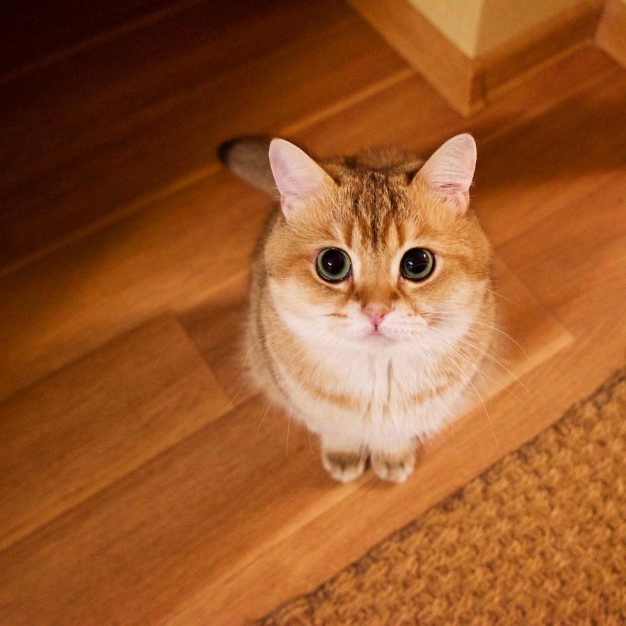Hosico-Puss-In-Boots-13