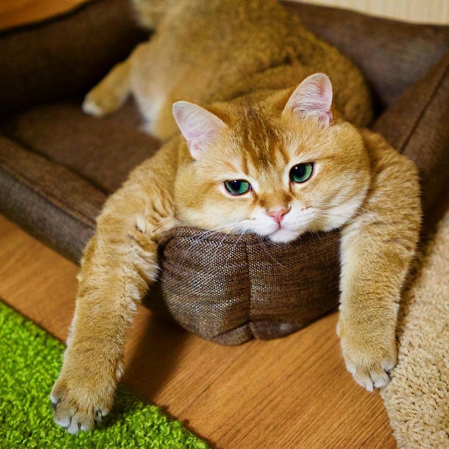 Hosico-Puss-In-Boots-4