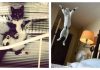 The Secret’s Out, What Cat’s Are Doing When You’re Not Home