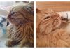 The Most Unexpected, But Most Precious Cat & Bird Relationship