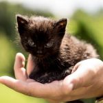 Kitty in backyard