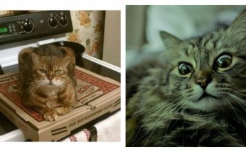 29 Reddit Users Confess The Absolute Worst Their Cats' Have Done…