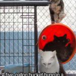 cat-hacks-08