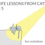 cat-lessons-05