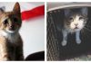 31 Cats Who Nail Human Reactions To Everyday Situations….Hilarious!