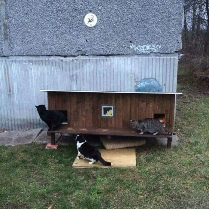 A Neighborhood Of Tiny Homes Built For Cats To Help Them Survive Winter