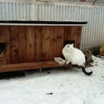 cat-tiny-homes-05