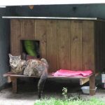 cat-tiny-homes-07