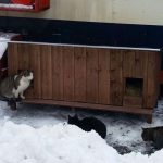 cat-tiny-homes-09