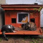 cat-tiny-homes-13