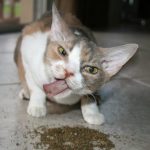 cats-on-nip-04