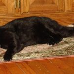 cats-on-nip-05