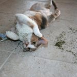 cats-on-nip-09