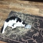 cats-on-nip-10