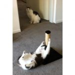 cats-on-nip-13