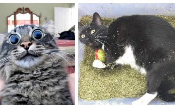 27+ Cats That Are Going Totally Bonkers On Catnip