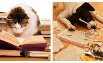19 Reasons Cats Are Much More Suitable Pets Than Dogs…The Good, Bad, And The Ugly