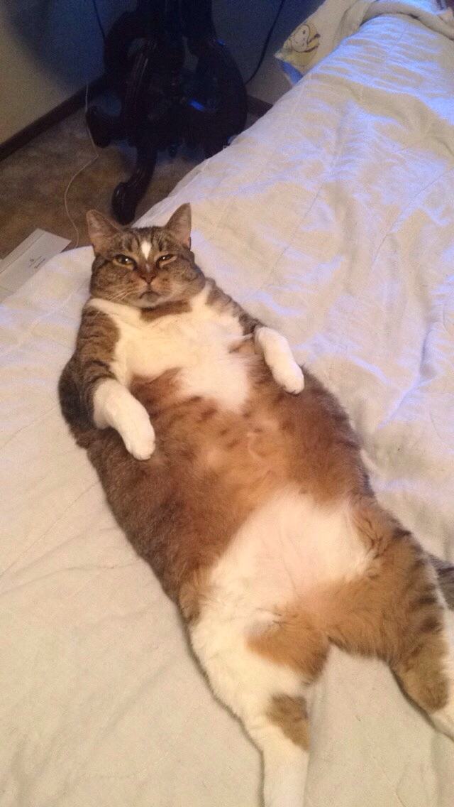 chubby-cat-20