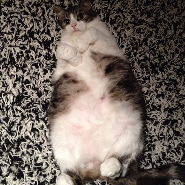 chubby-cats-16