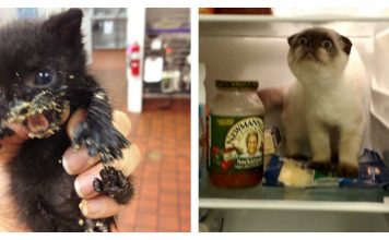 21 Cats Trying Things For The First Time…Hilarious!