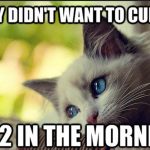 first-world-cat-12