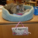 library-cats-04