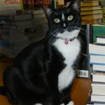 library-cats-06