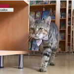 library-cats-10