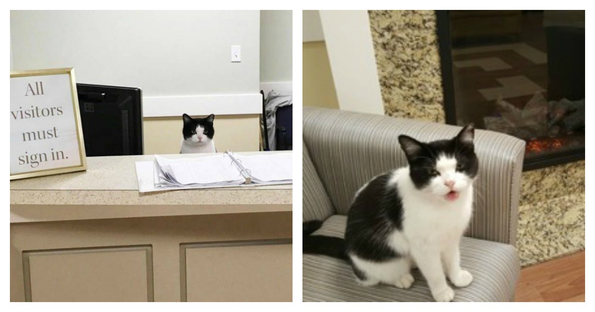 Stray Cat Wanders Into Nursing Home, Where She Is Given Employment Catlov