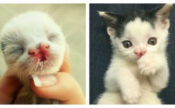 Piglet, The Cat With The Cutest Little Pig Snout In The World