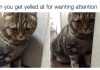 17 Times Cats Were Completely Relatable To Your Everyday Struggles