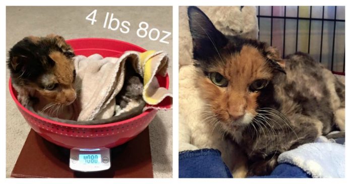 starving-cat-feature