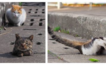 Stray Cats Having An Absolute Blast Playing In Drain Pipe Holes