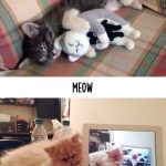 tech-and-cats-10