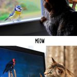 tech-and-cats-11