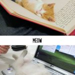 tech-and-cats-14