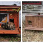 tiny-cat-home-feature