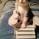 tiny-chair-cats-01