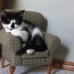 tiny-chair-cats-02