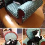 tiny-chair-cats-03